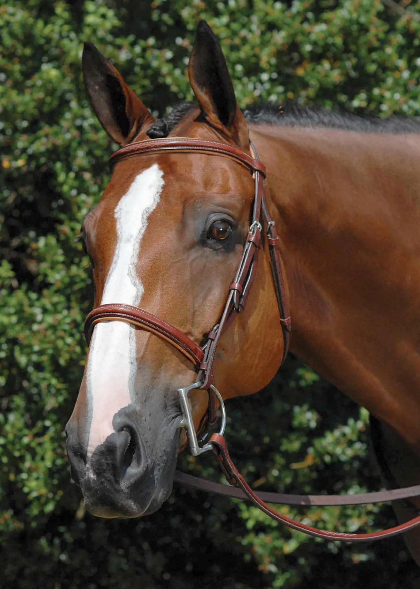 Vespucci Fancy Raised Hunter Bridle