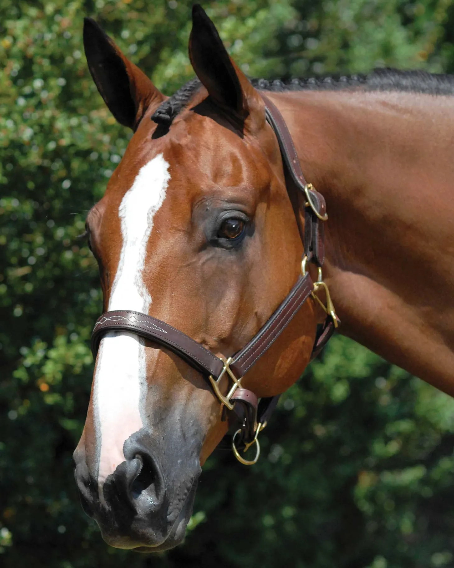 Vespucci Fancy Stitched Halter