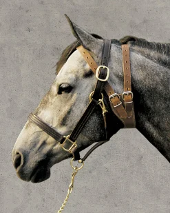 Weaver Leather® Miracle Collar®